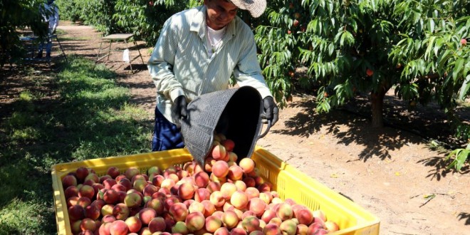 CAMPANYA DE LA RECOLLIDA DE LA FRUITA EN EL PLA DE LLEIDA